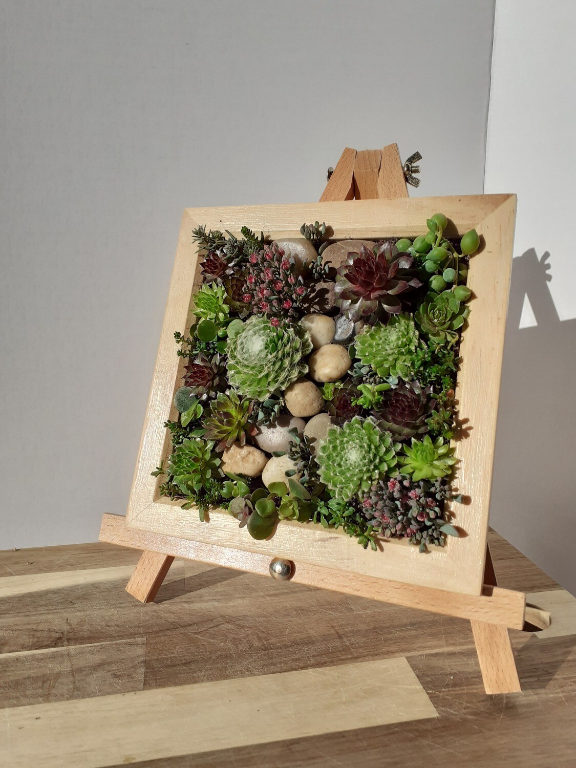 Living frame with Succulents - Medium Living frame with Succulents - Medium