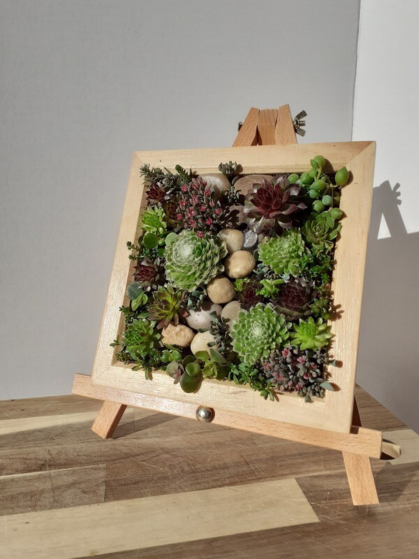 Living frame with Succulents - Medium Living frame with Succulents - Medium
