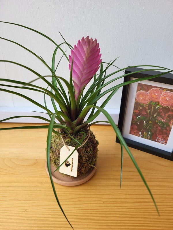 Kokedama / Flowery looking houseplant Kokedama / Flowery looking houseplant