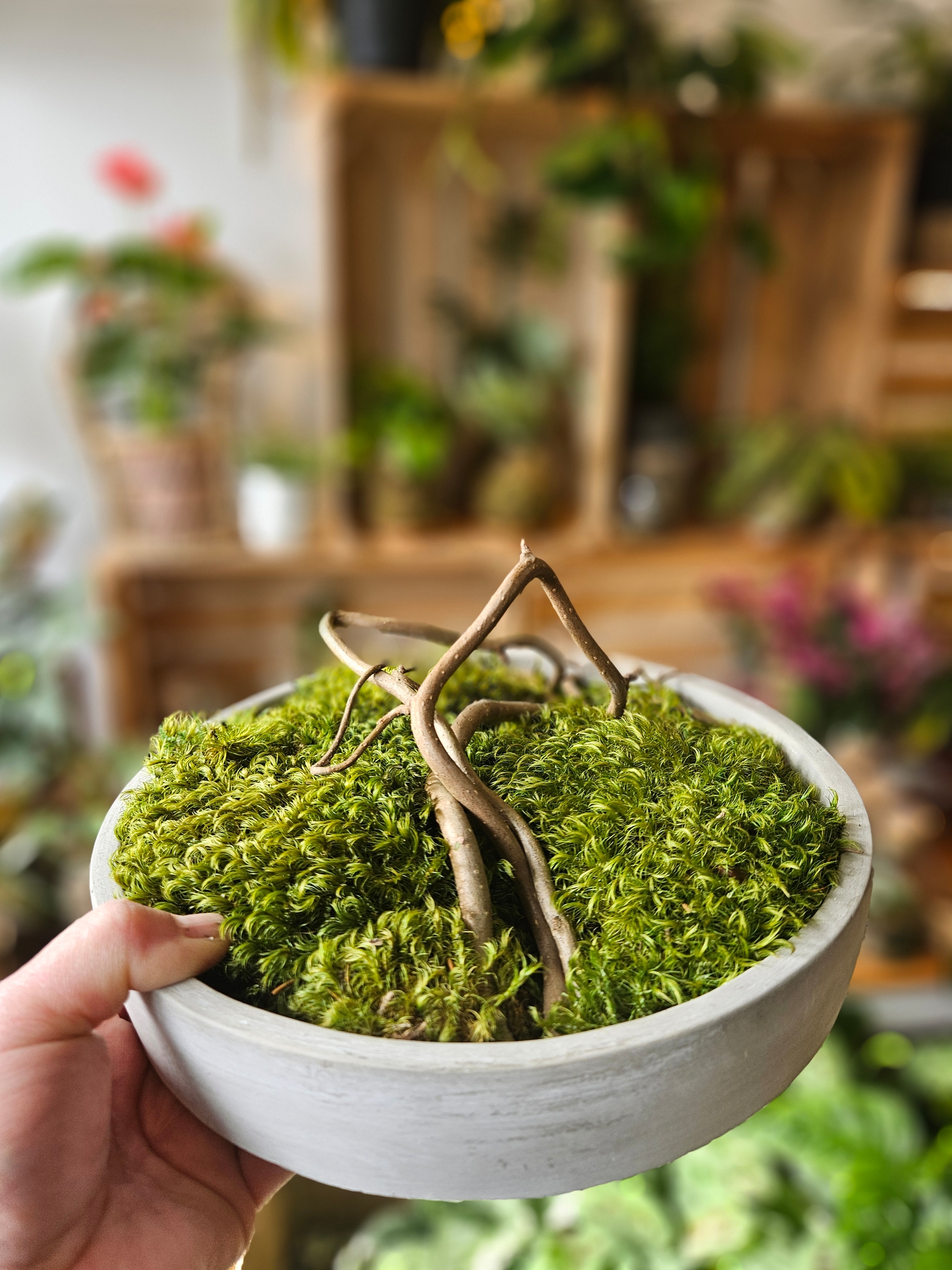 Moss Bowl - Preserved Art - circular