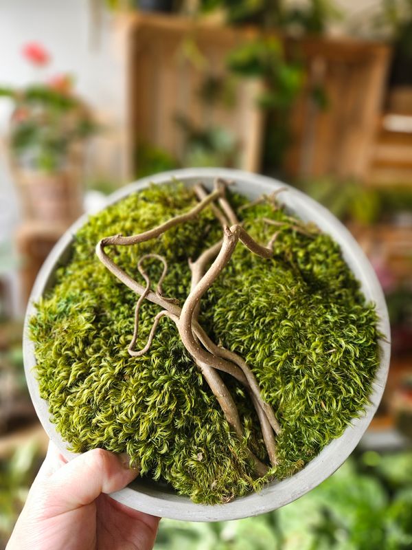 Moss Bowl - Preserved Art - circular Moss Bowl - Preserved Art - circular