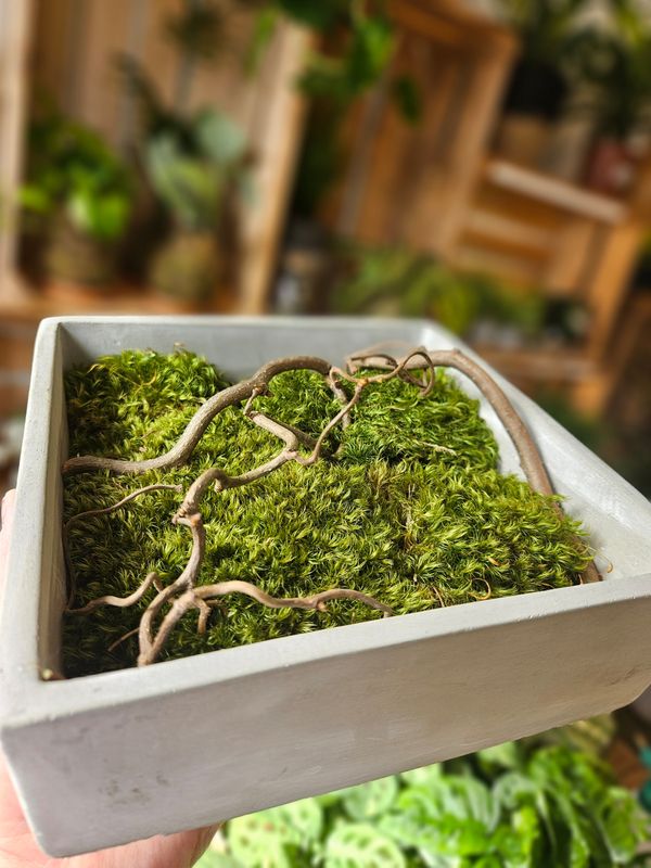 Moss Bowl - Preserved Art - square Moss Bowl - Preserved Art - square