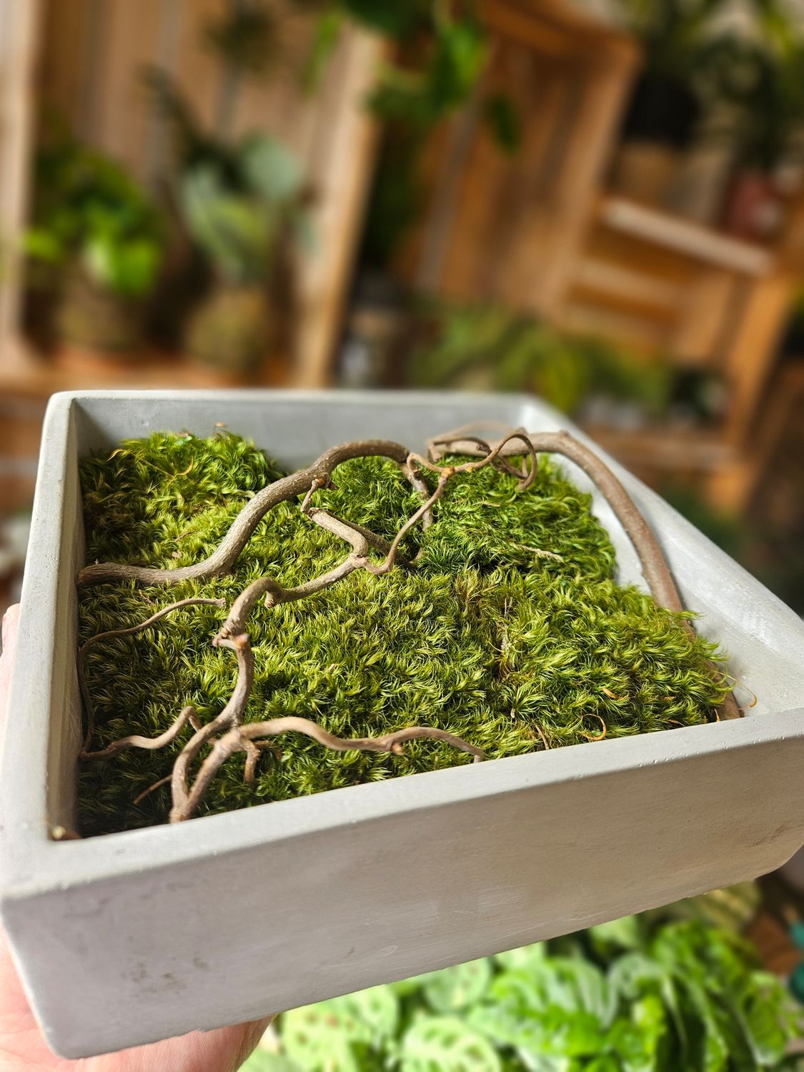 Moss Bowl - Preserved Art - square