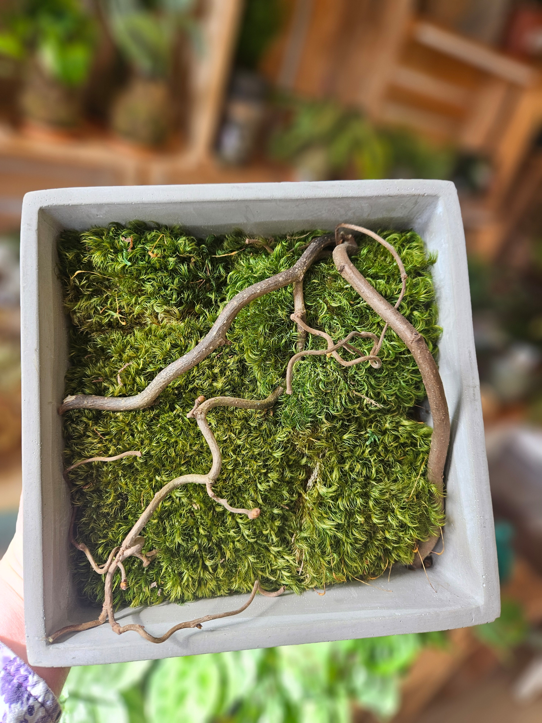 Moss Bowl - Preserved Art - square