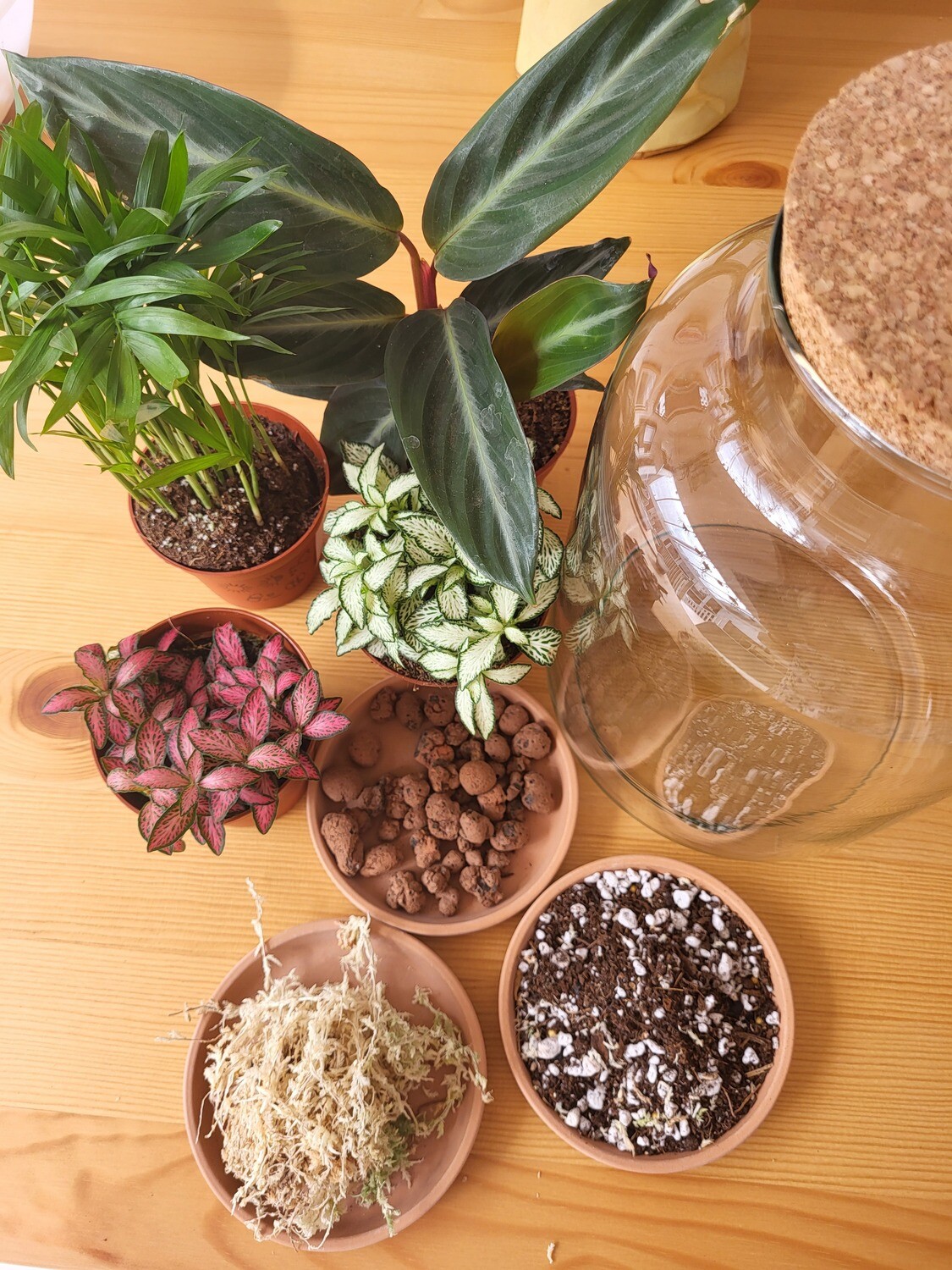 Tropical Terrarium Workshop / October Sunday 25th 2026 / Worcester