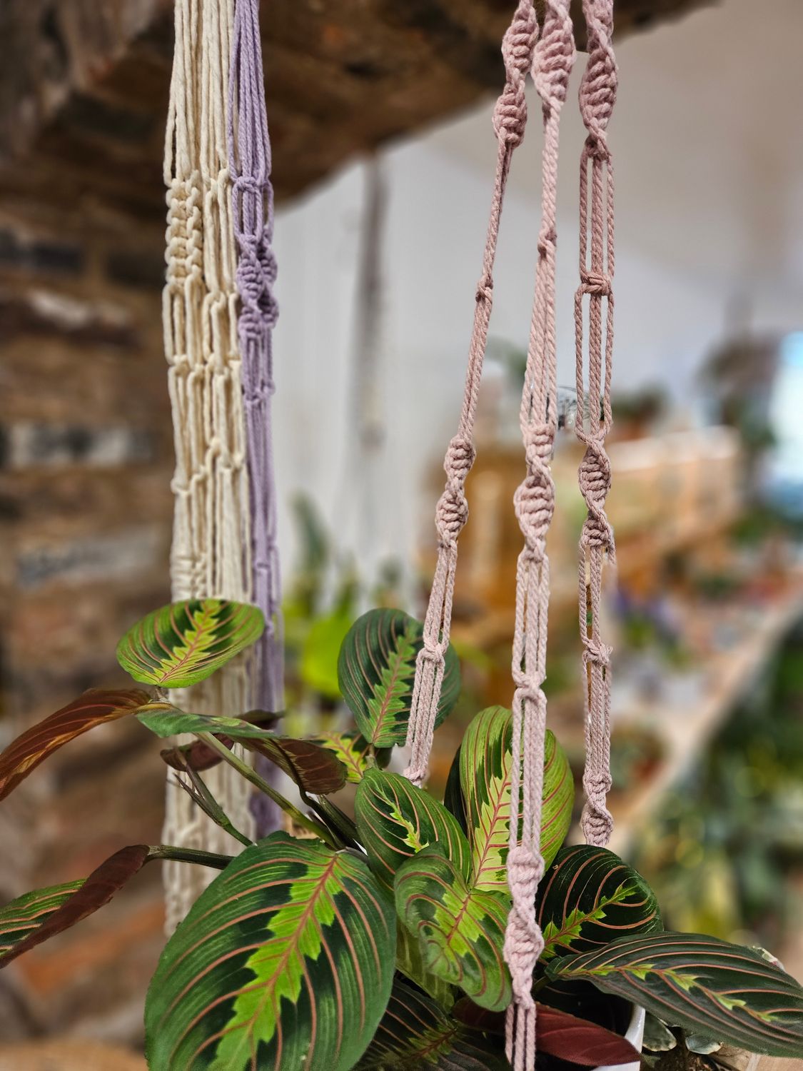 Macrames & Margaritas / Plant Hanger Workshop / October Friday 30th 6pm / Worcester
