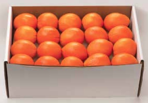 Taste of Sunshine - Mixed Box C