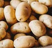Russet Potatoes - A size - 50 lbs