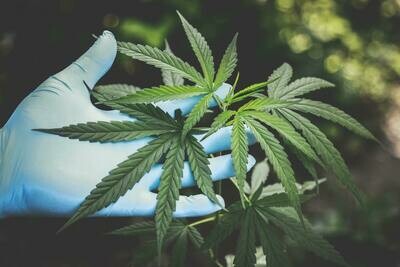 Vermont CBD