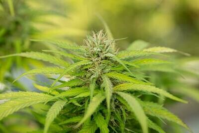 Bulk CBD