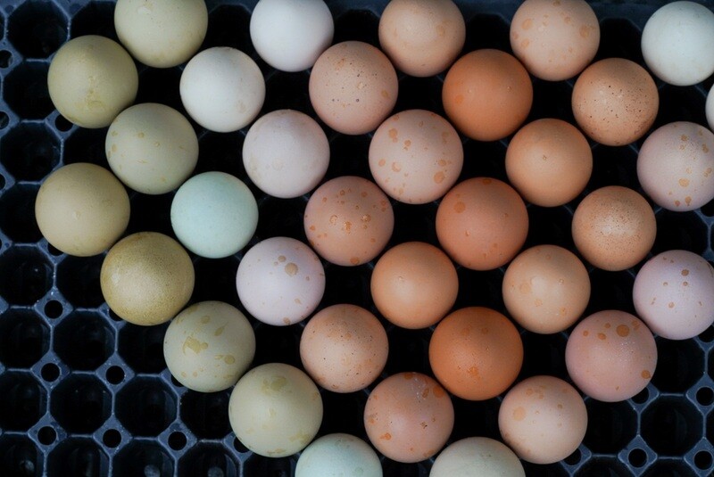 Dozen Farm Fresh Eggs
