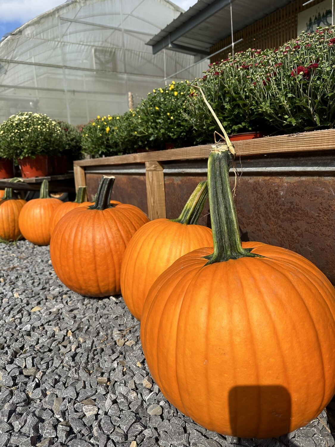 Large Jack-o-lantern Pumpkins