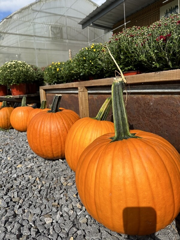 Large Jack-o-lantern Pumpkins