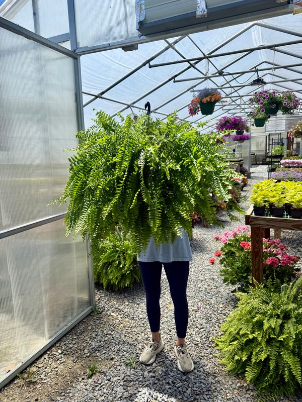 Hanging Fern Delivered
