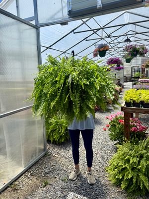 Hanging Fern Delivered