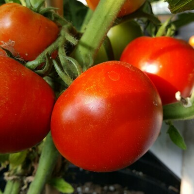 &#39;Beefsteak&#39;