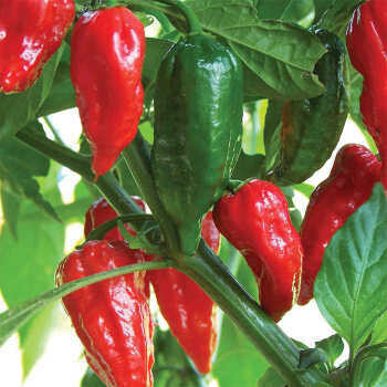 &#39;Bhut Jolokia&#39; - Ghost Pepper