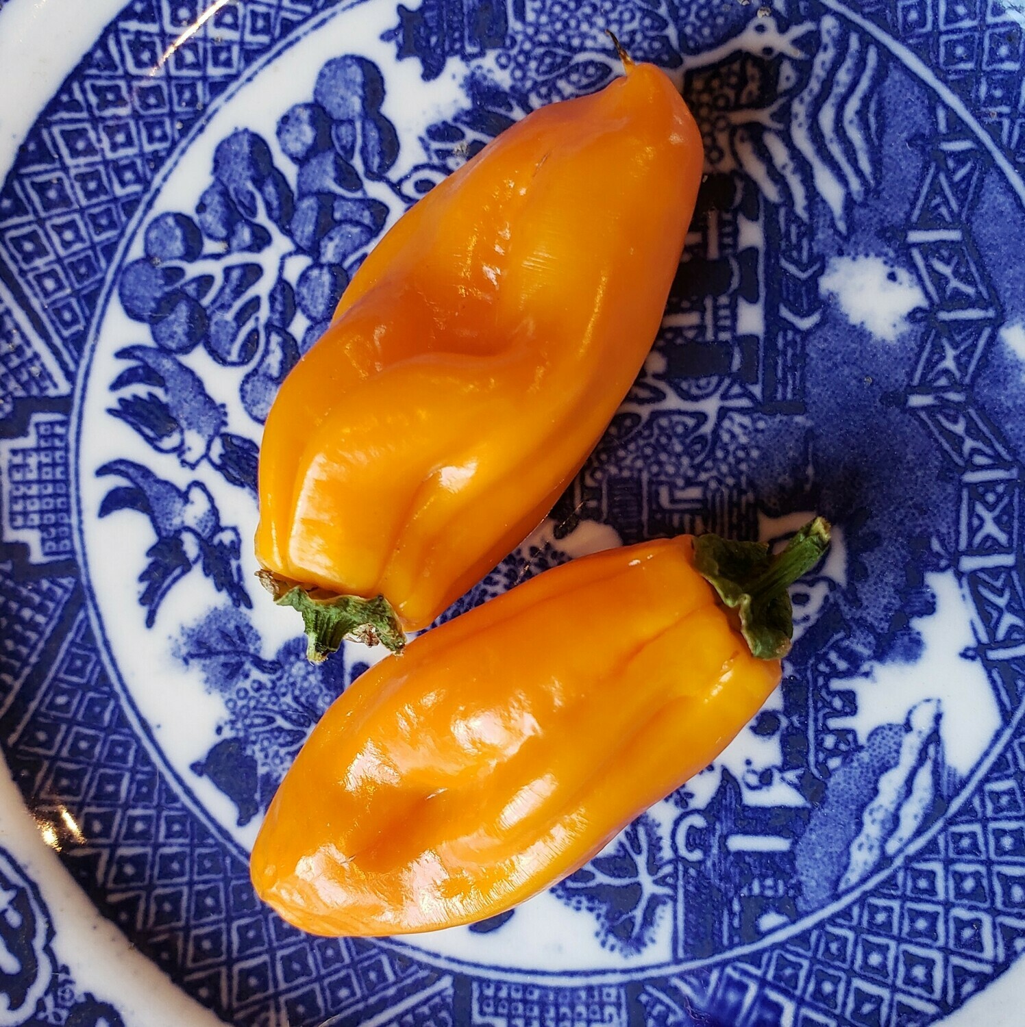 &#39;Bhut Jolokia-Yellow Ghost&#39;
