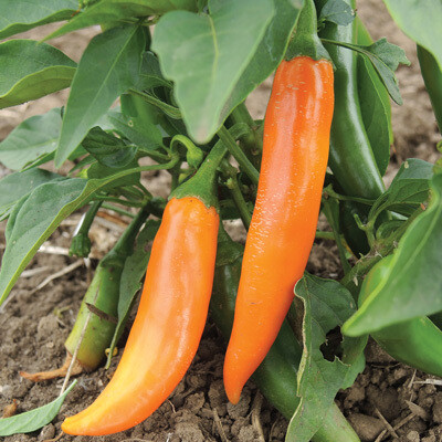 &#39;Bulgarian Carrot&#39;