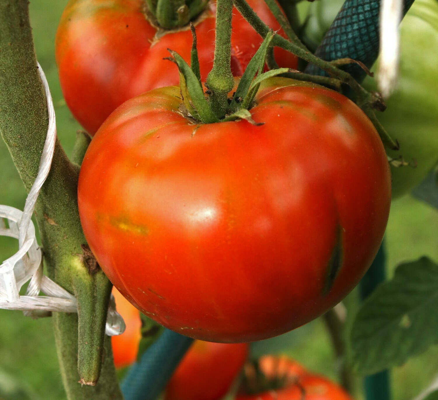 &#39;Henderson&#39;s Winsall&#39;