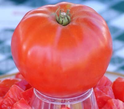 &#39;Giant Syrian&#39;