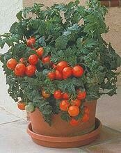 &#39;Patio Tomato&#39;
