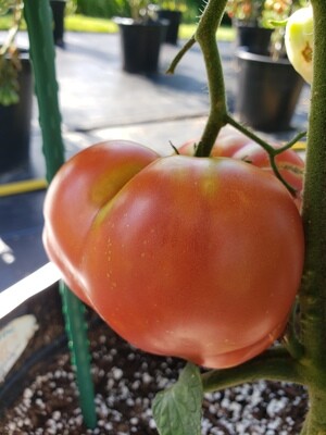 'Missouri Pink Love Apple'