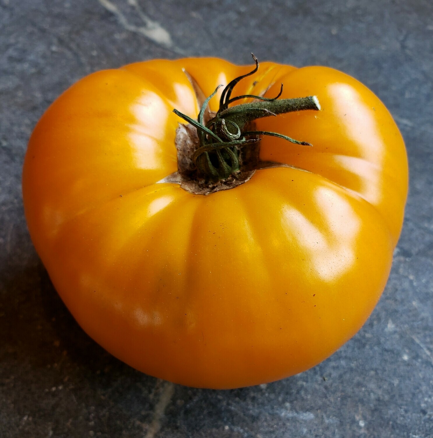 &#39;Orange Russian 117&#39;