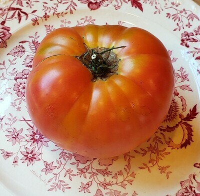'Polish Tomato'