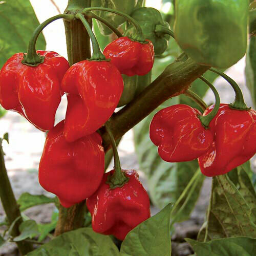 &#39;Habanero - Red&#39;