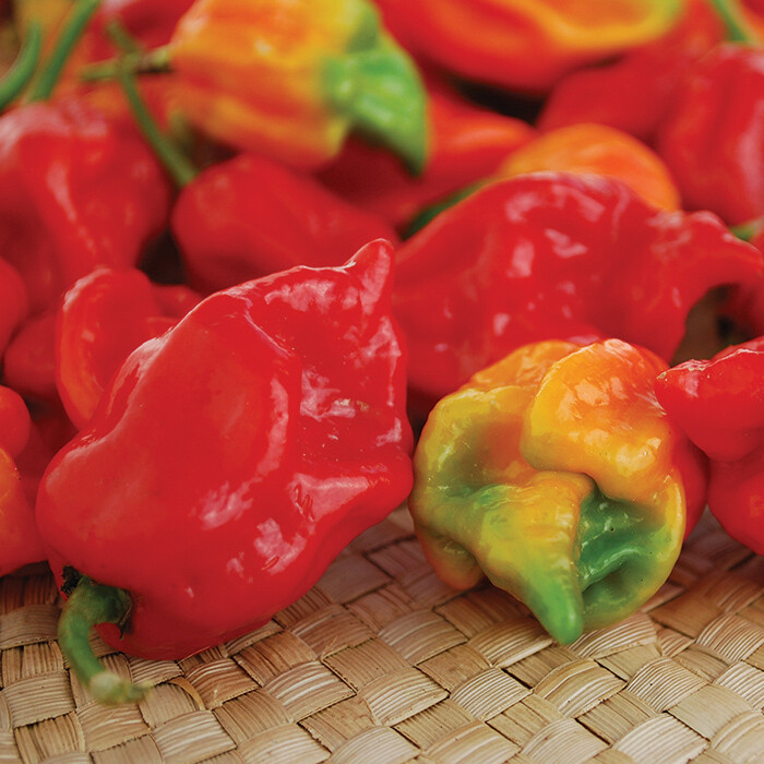 &#39;Scorpion (Trinidad)&#39;