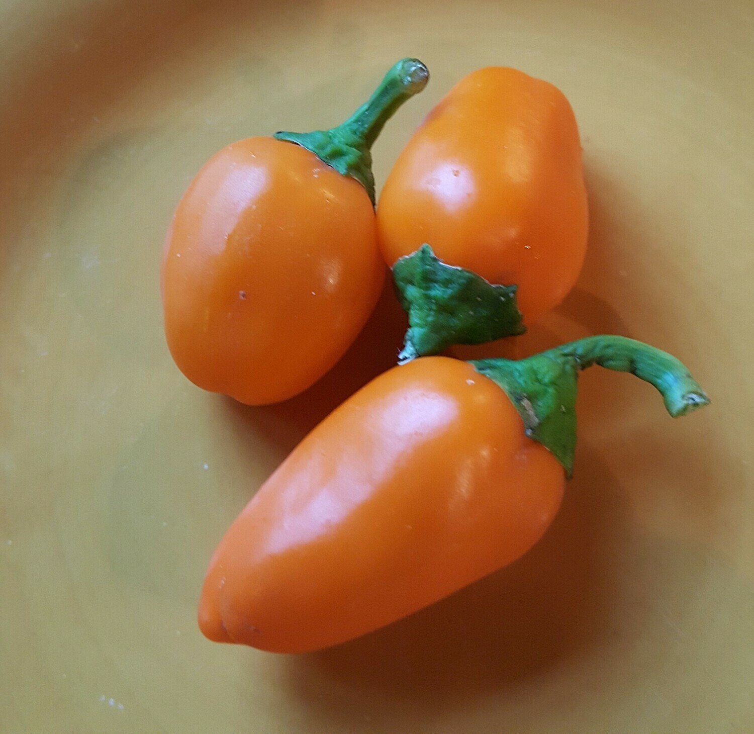 &#39;Lunchbox Orange&#39;