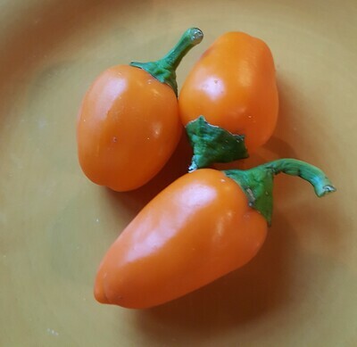 &#39;Lunchbox Orange&#39;