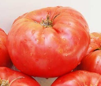 &#39;Whittemore&#39;