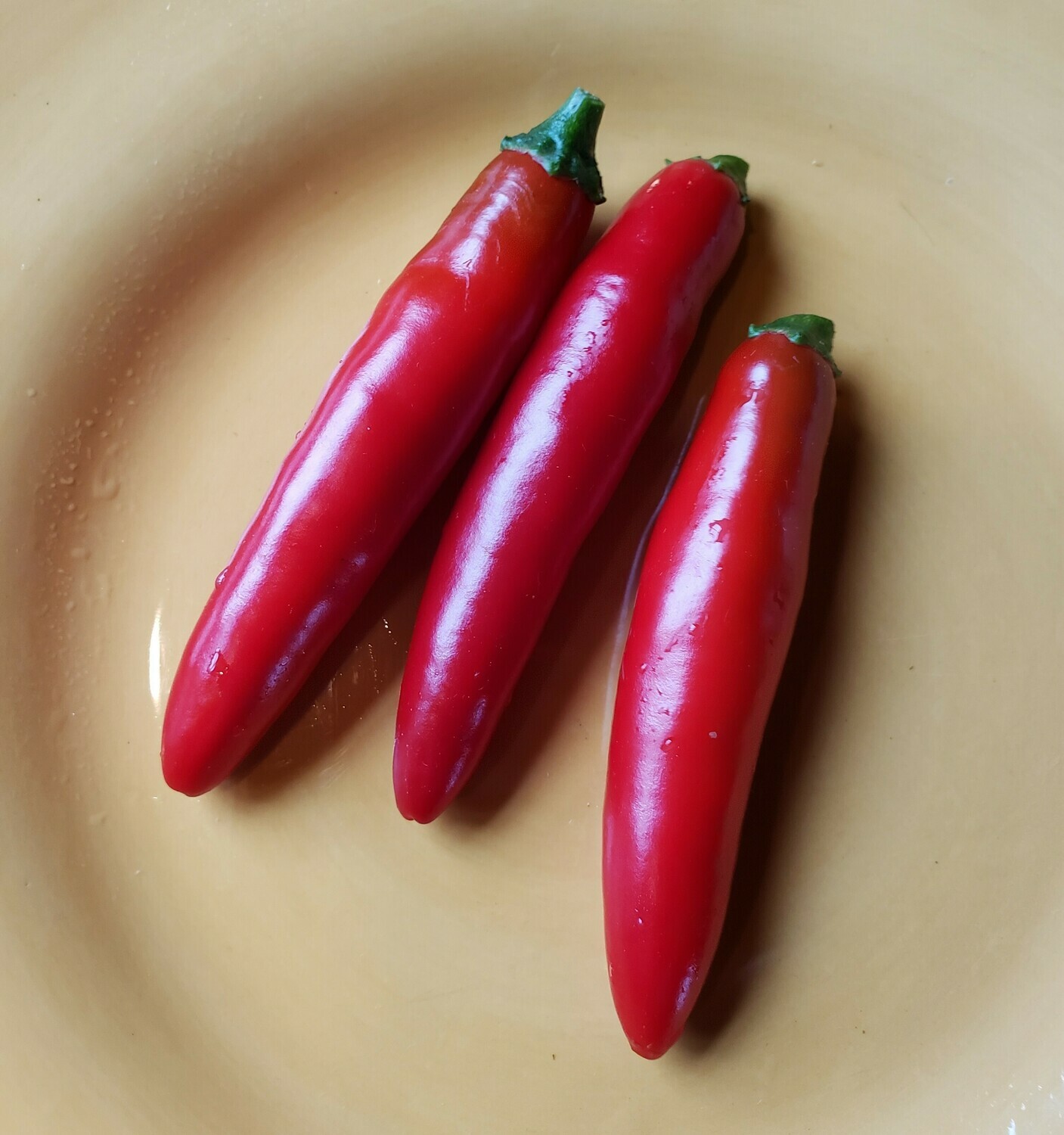 &#39;Serrano Chili&#39;