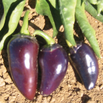 &#39;Jalapeno - Purple&#39;