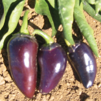 'Purple Jalapeno'