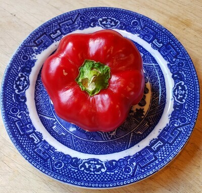 &#39;Sheepnose Pimento&#39;