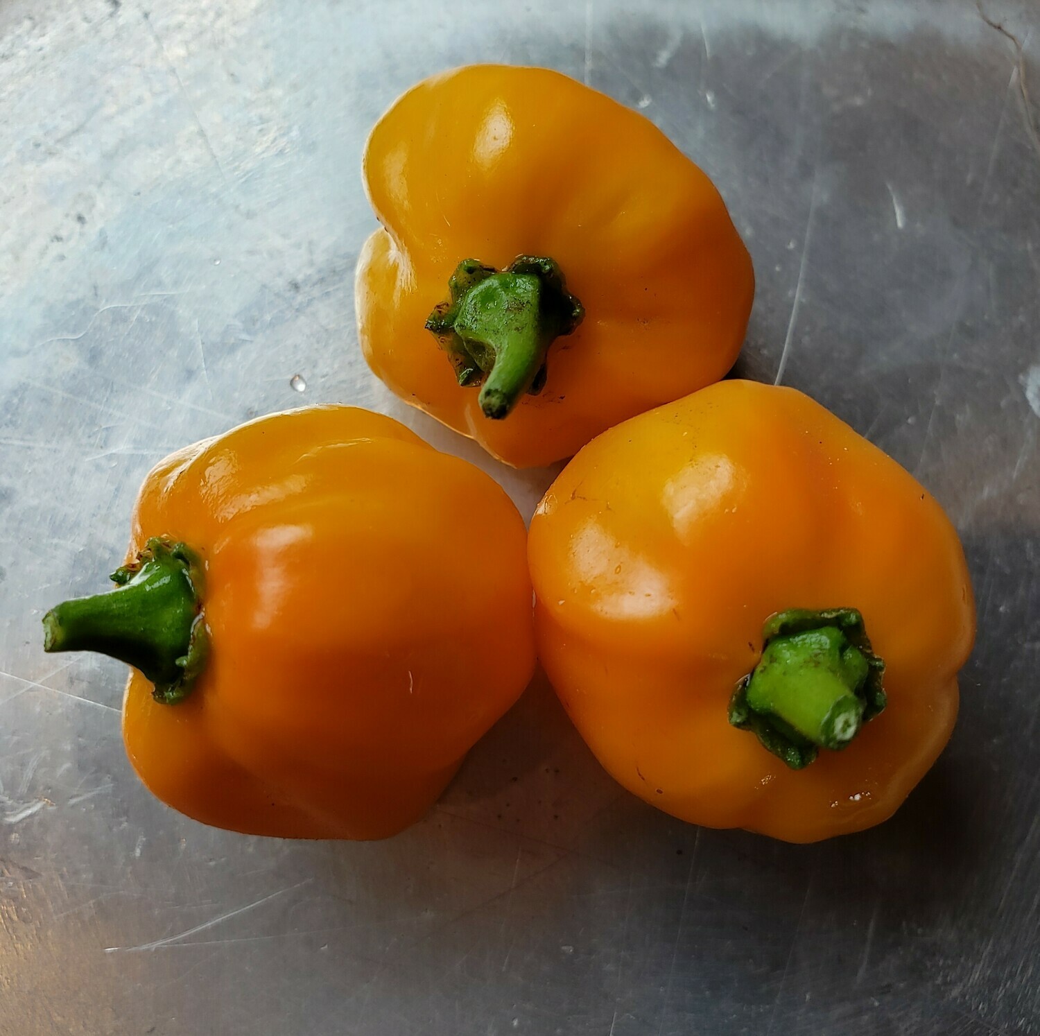 &#39;Scotch Bonnet&#39;