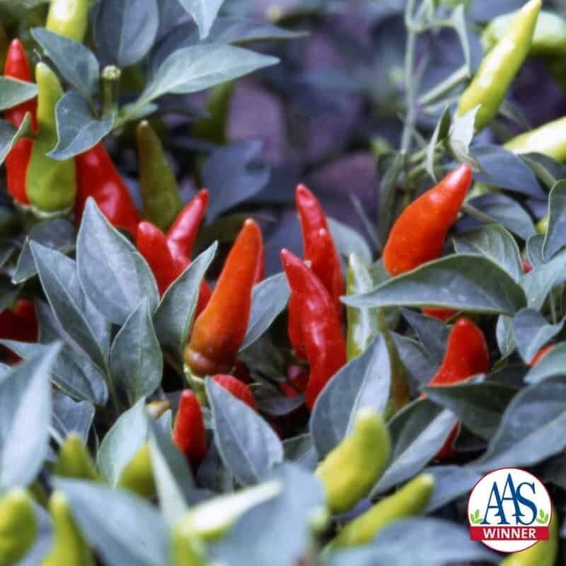 &#39;Super Chili&#39;