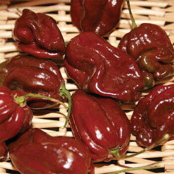 &#39;Habanero - Chocolate&#39;