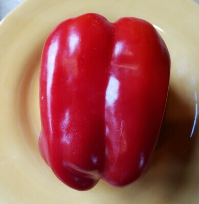 Sweet Pepper Plants