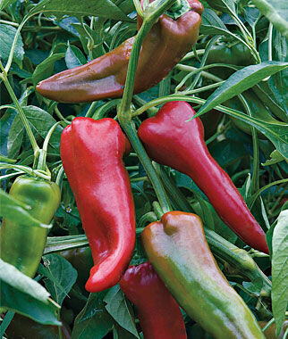 &#39;Carmen&#39;