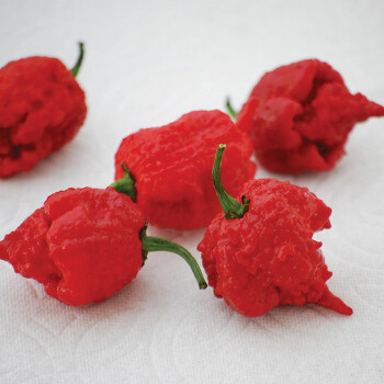 &#39;Carolina Reaper&#39;
