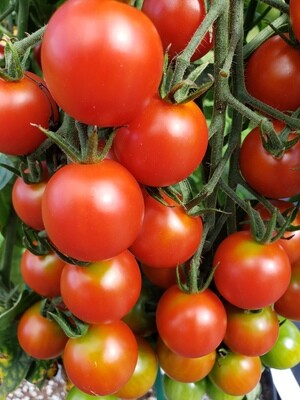 Cherry Tomato Plants