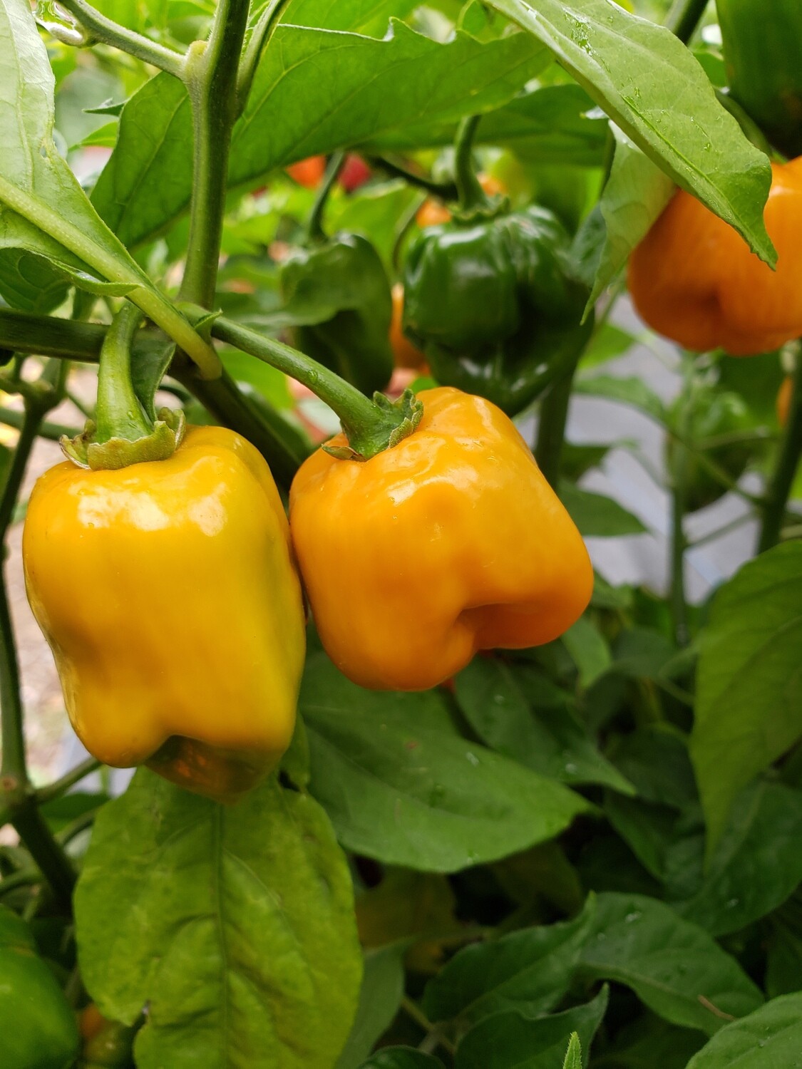 &#39;Habanero - Orange&#39;