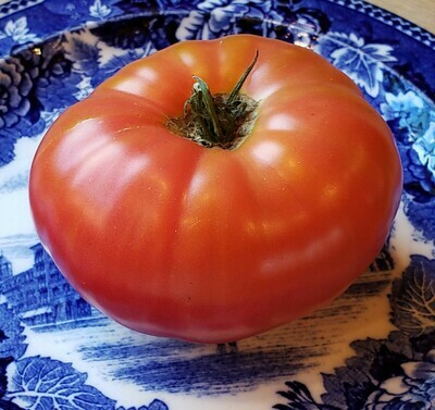 Heirloom Tomato Plants