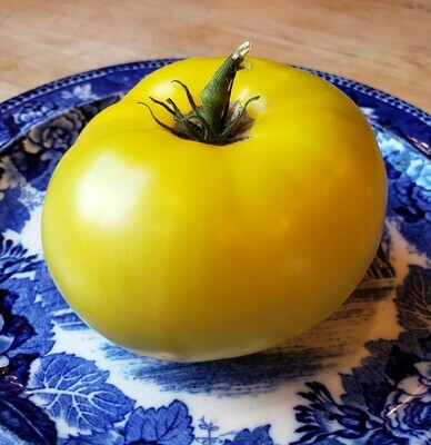 Yellow Tomato Plants