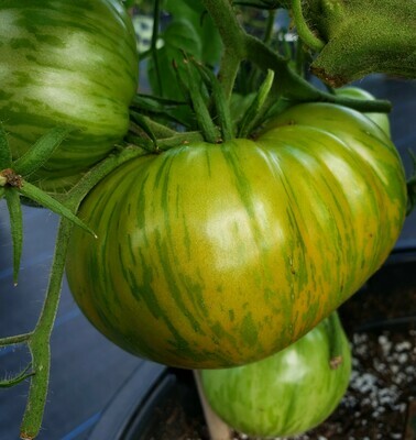 Striped Tomato Plants