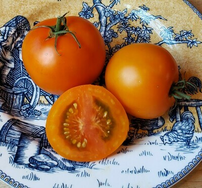 Cocktail Tomato Plants